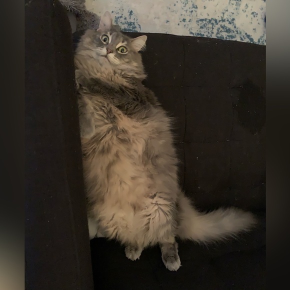 Meet your Posher, Ashley - Picture 2 of 2